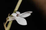 White lobelia